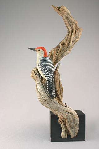 redbellied woodpecker
